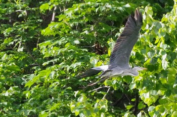 2021年8月8日(日) 福井緑地(札幌市西区)の野鳥観察記録