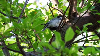 2021年8月7日(土) 福井緑地(札幌市西区)の野鳥観察記録