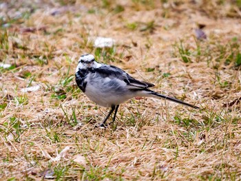 ハクセキレイ 宮城県仙台市・台原森林公園 2017年4月2日(日)