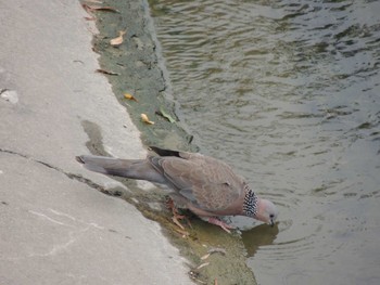 Spotted Dove 将府公園(北京) Sun, 8/8/2021