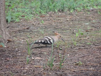 Eurasian Hoopoe 将府公園(北京) Sun, 8/8/2021