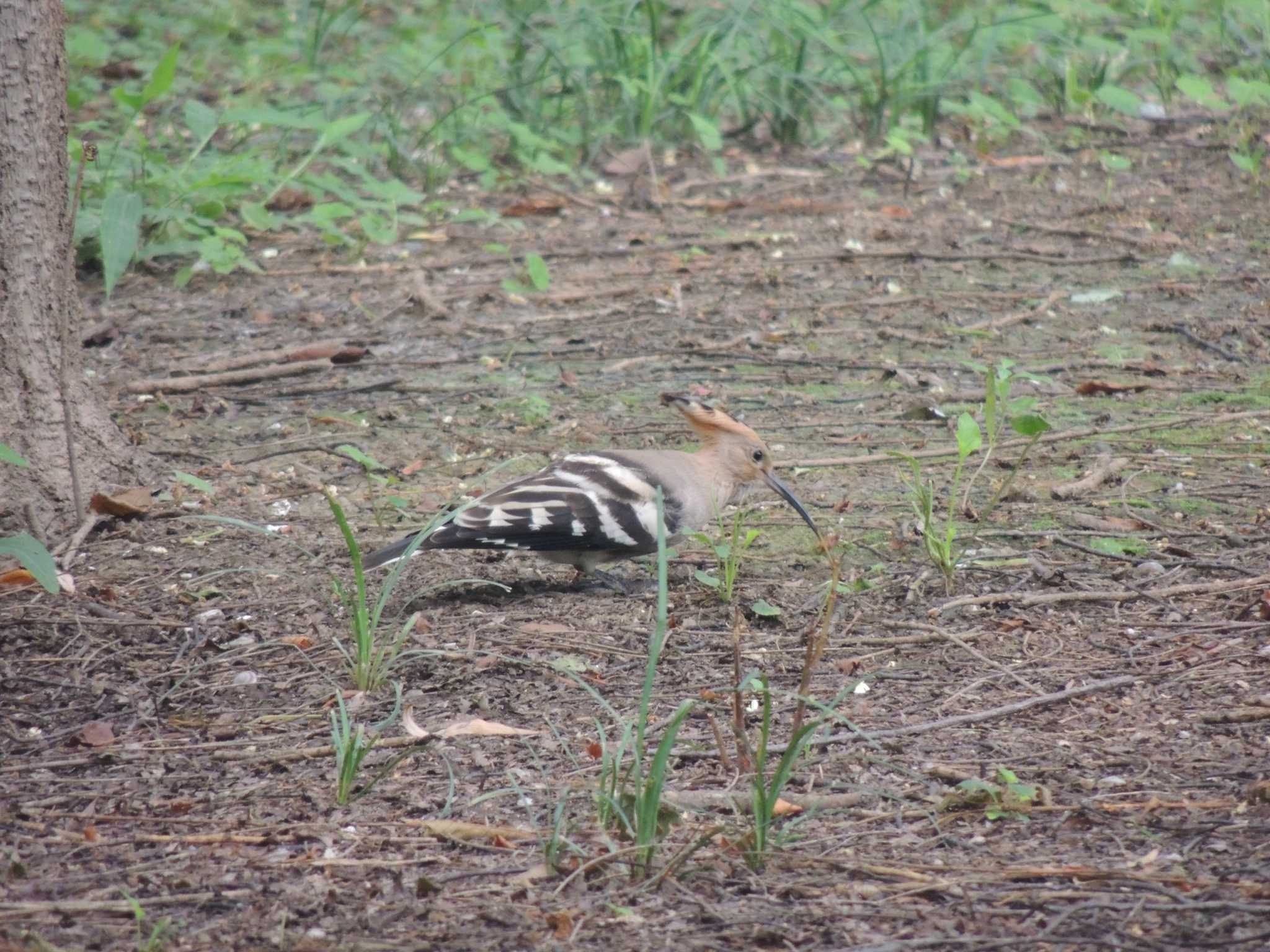 Eurasian Hoopoe