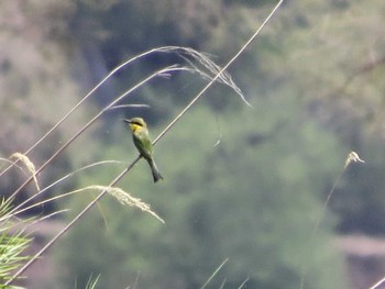 Little Bee-eater ザンビア Unknown Date