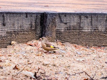 カワラヒワ 宮城県仙台市・台原森林公園 2017年4月2日(日)