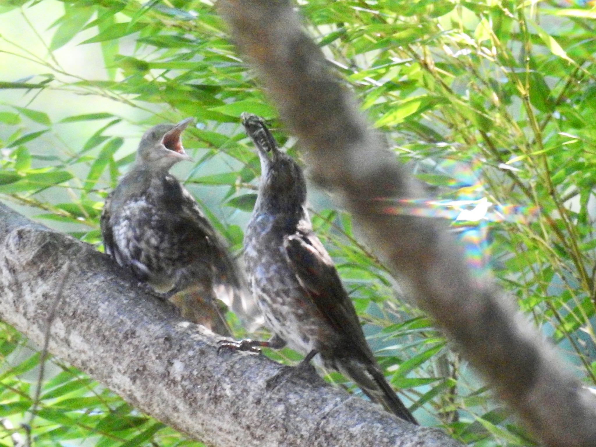 幼鳥への餌やり by ジョビコ♪