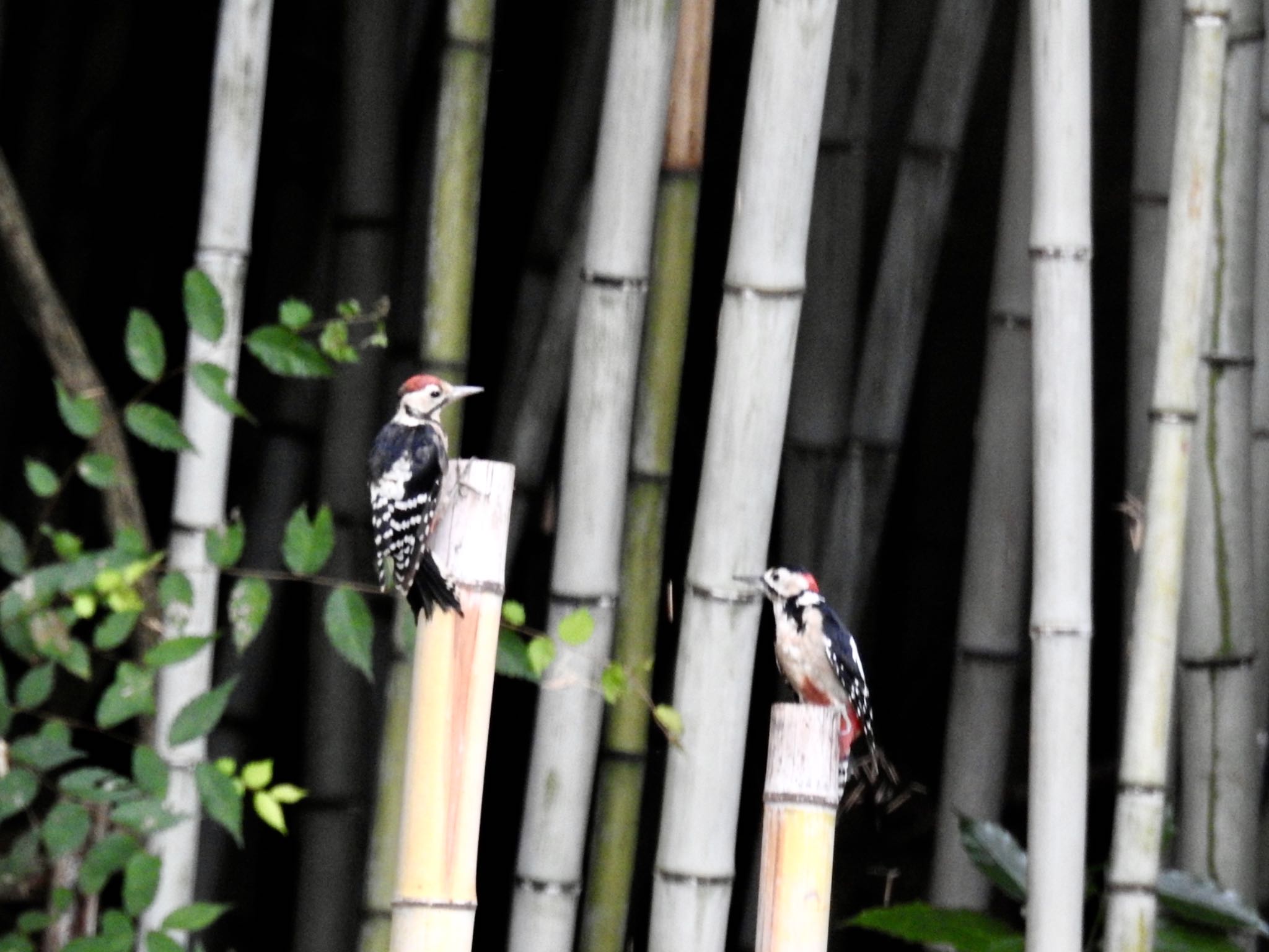 竹の切株の水を飲みに⁈ by ジョビコ♪