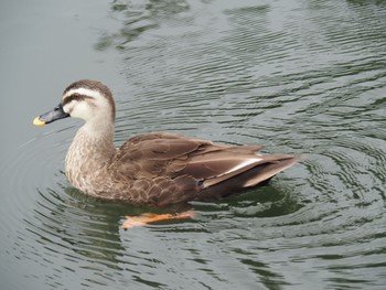 カルガモ 井の頭恩賜公園 2021年8月8日(日)