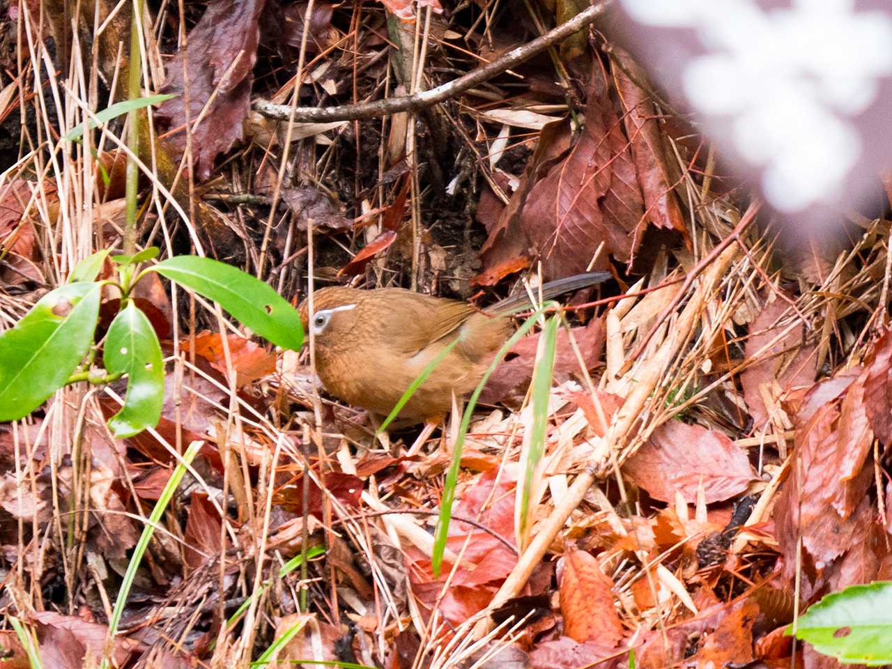 宮城県仙台市・台原森林公園 ガビチョウの写真 by ごりぺん