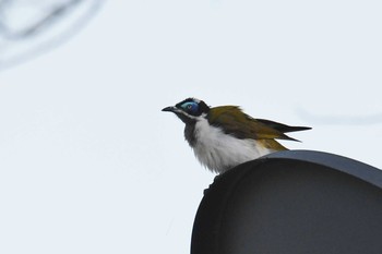 Blue-faced Honeyeater Laura (Australia) Sun, 10/20/2019