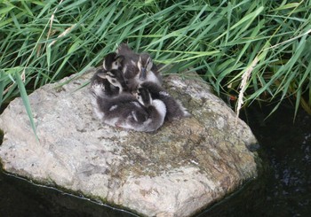 2021年8月8日(日) 安春川(札幌市北区)の野鳥観察記録