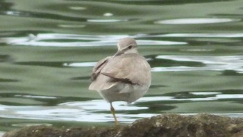 イソシギ 東京港野鳥公園 2021年8月8日(日)