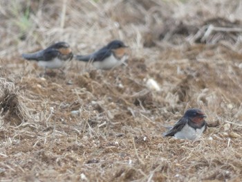 Barn Swallow Yoron Island Sun, 8/8/2021