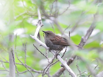 Japanese Accentor 富士山御中道 Sun, 7/18/2021