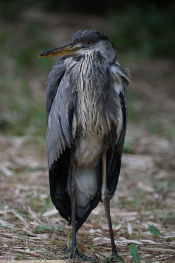 2021年8月8日(日) 松江城の野鳥観察記録