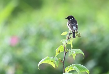 Amur Stonechat 北海道 Sun, 7/11/2021