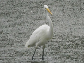 ダイサギ 東京港野鳥公園 2021年8月8日(日)