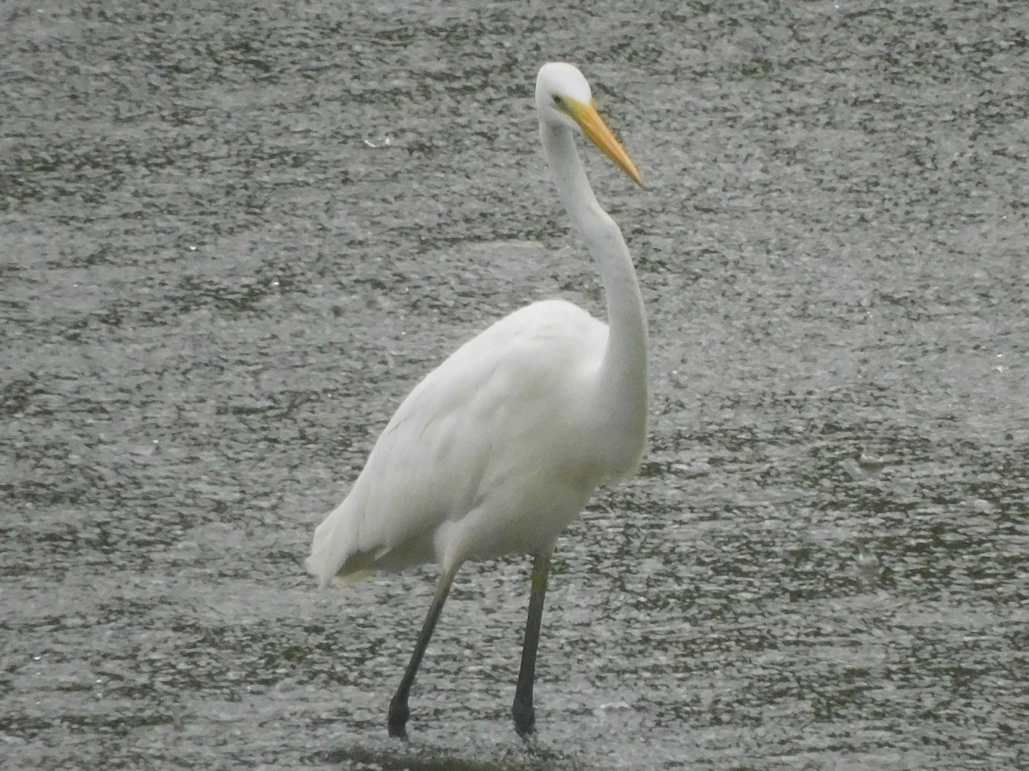 東京港野鳥公園 ダイサギの写真 by ウタさんぽ