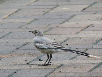 ハクセキレイ 東京港野鳥公園 2021年8月8日(日)