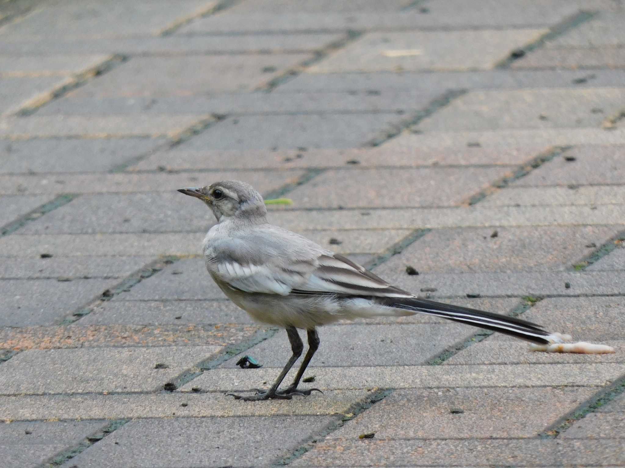 東京港野鳥公園 ハクセキレイの写真 by ウタさんぽ