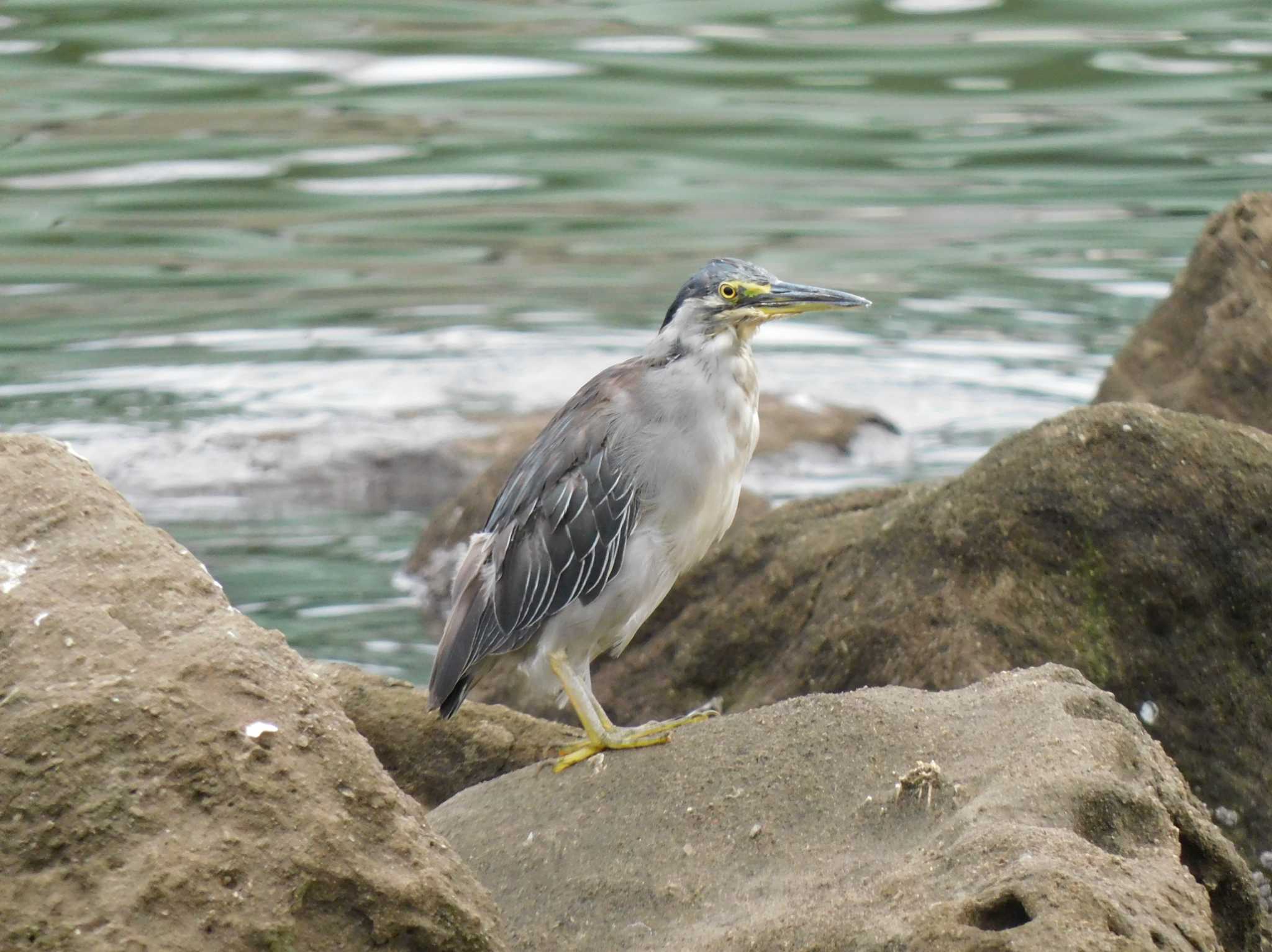 東京港野鳥公園 ササゴイの写真 by ウタさんぽ