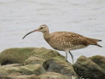 チュウシャクシギ 東京港野鳥公園 2021年8月8日(日)