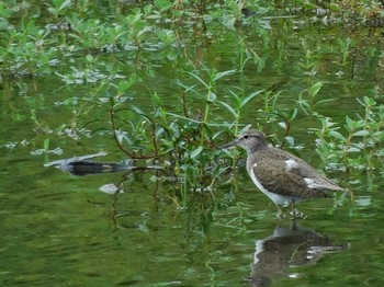 イソシギ 東京港野鳥公園 2021年8月8日(日)