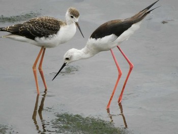 セイタカシギ 東京港野鳥公園 2021年8月8日(日)