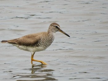 キアシシギ 東京港野鳥公園 2021年8月8日(日)