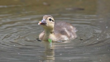 Mandarin Duck 東京都多摩地区 Wed, 7/21/2021