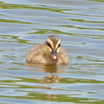 Eastern Spot-billed Duck 東京都多摩地区 Sat, 7/17/2021