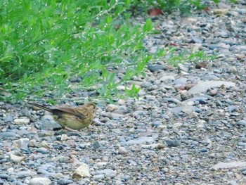 2021年8月9日(月) 十勝北部の野鳥観察記録