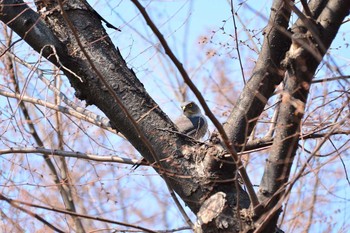 ツミ 大田区 2017年4月3日(月)