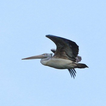 Spot-billed Pelican