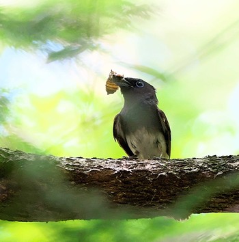 サンコウチョウ 東京都多摩地域 2021年8月5日(木)