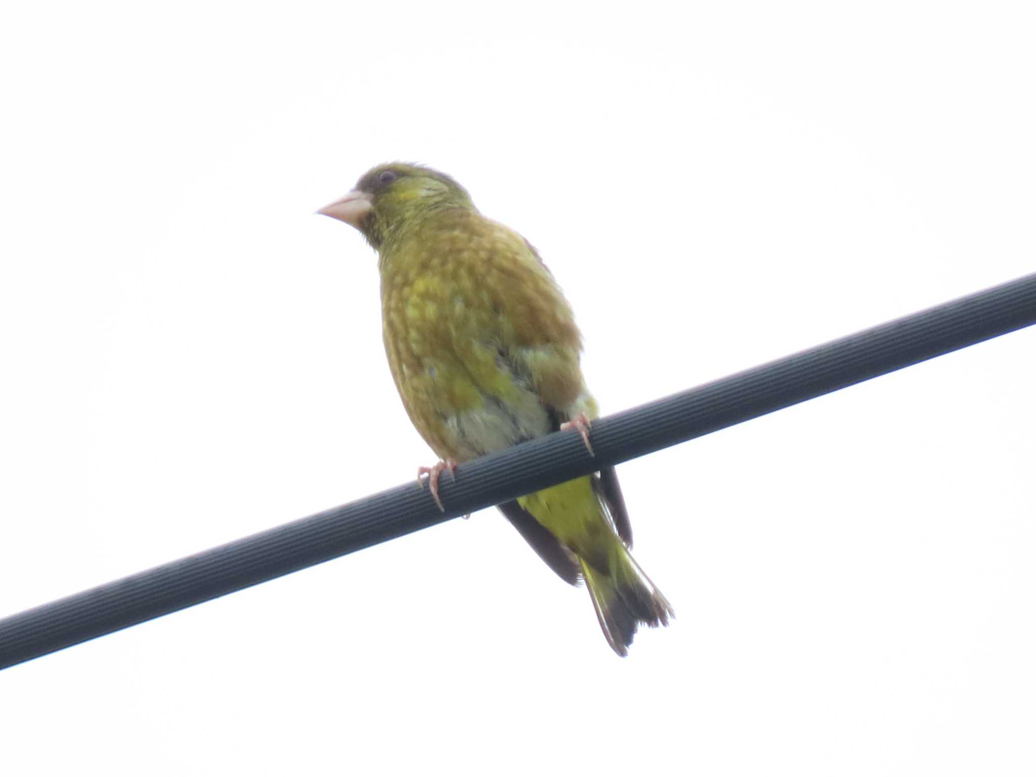 Photo of Grey-capped Greenfinch at 石狩川 by くまちん