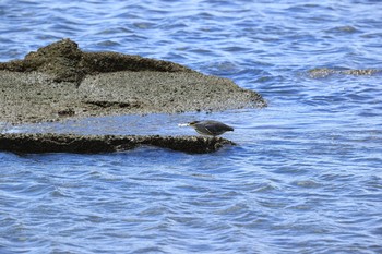 ササゴイ 甲子園浜(兵庫県西宮市) 2021年8月7日(土)