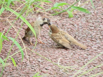 2021年8月9日(月) 行徳野鳥保護区の野鳥観察記録