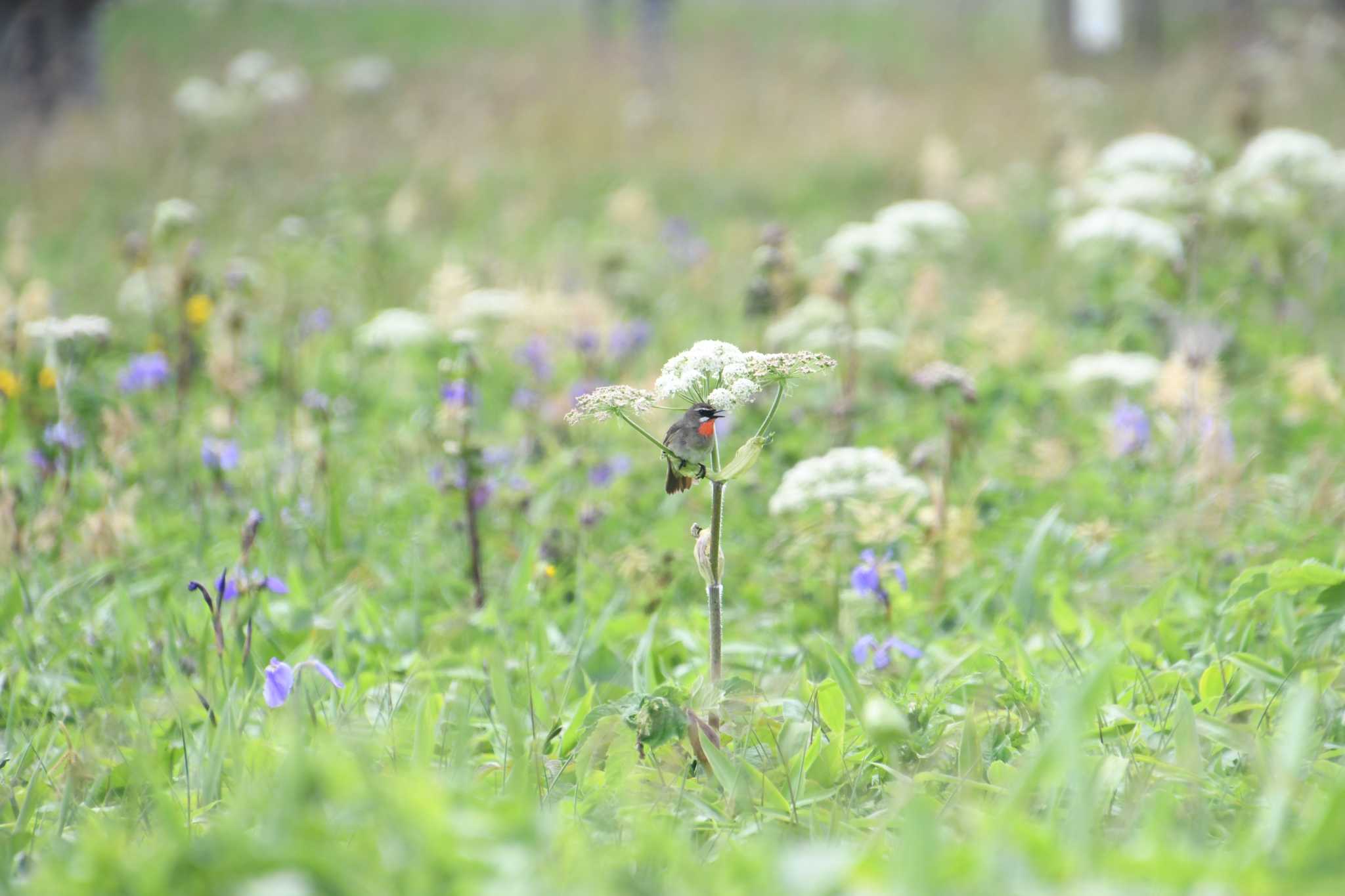 Photo of Siberian Rubythroat at Kiritappu Promontory by 大鷭7945