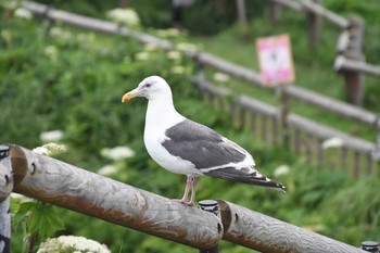 オオセグロカモメ 霧多布岬 2021年7月13日(火)