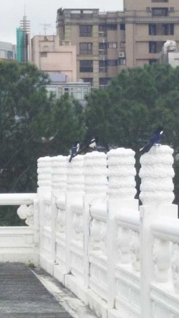 Eurasian Magpie 中正紀念堂(台湾) Wed, 11/2/2016