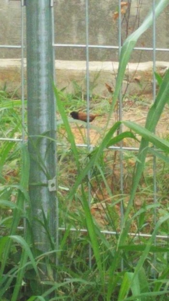 Chestnut Munia コタキナバル Fri, 10/28/2016