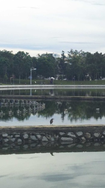 Nankeen Night Heron コタキナバル Fri, 10/28/2016