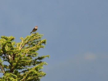 Olive-backed Pipit 富士山御中道 Sun, 7/18/2021