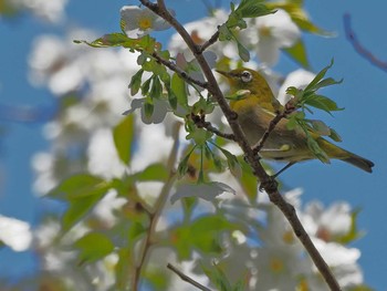 Warbling White-eye 相模原市南区 Unknown Date