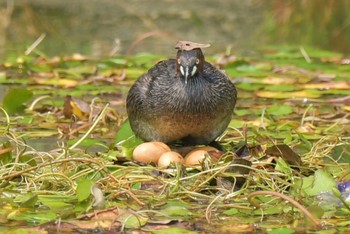 カイツブリ 場所が不明 2021年6月24日(木)