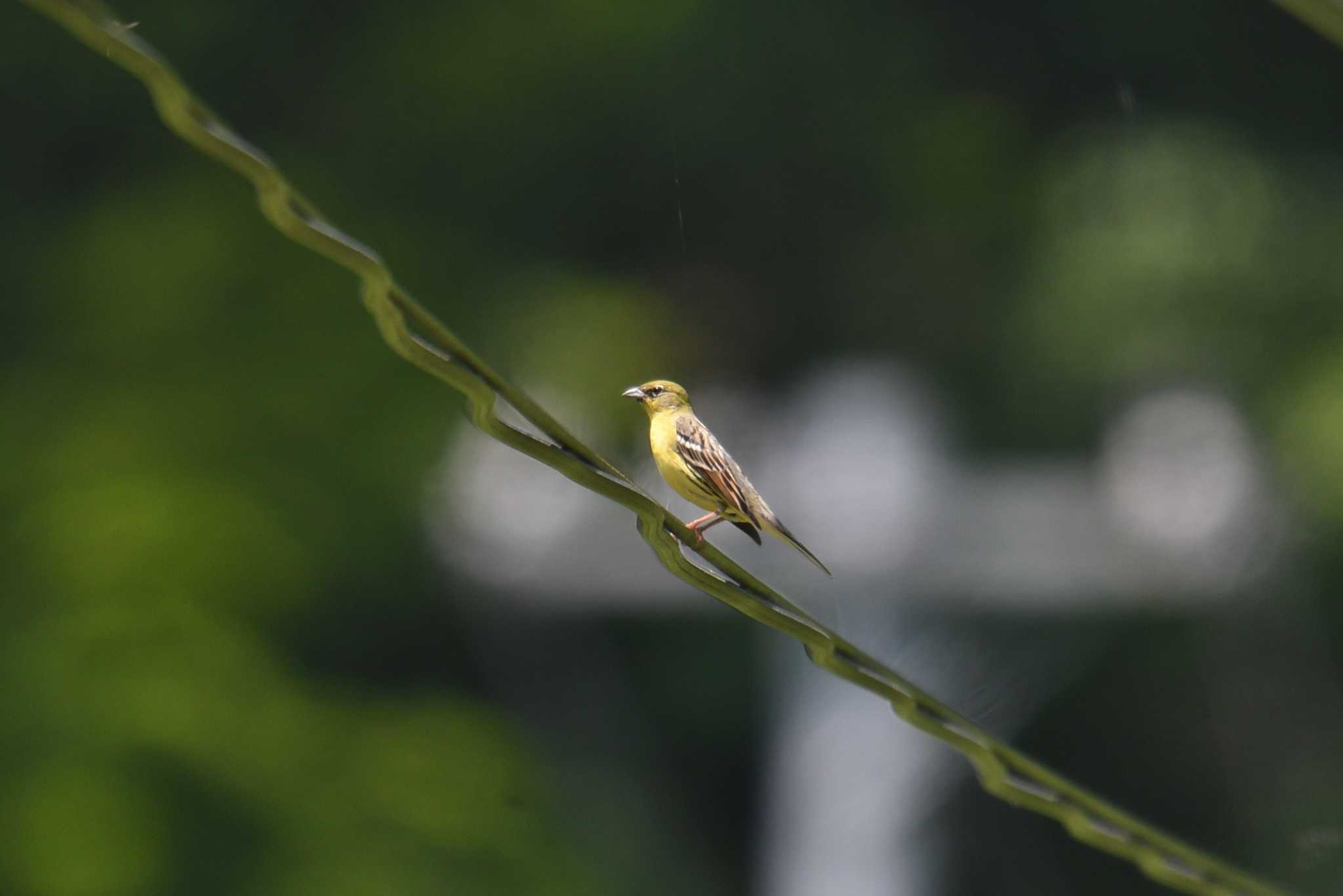 Yellow Bunting