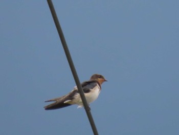 Barn Swallow アテビ平小鳥の森 Sun, 8/8/2021