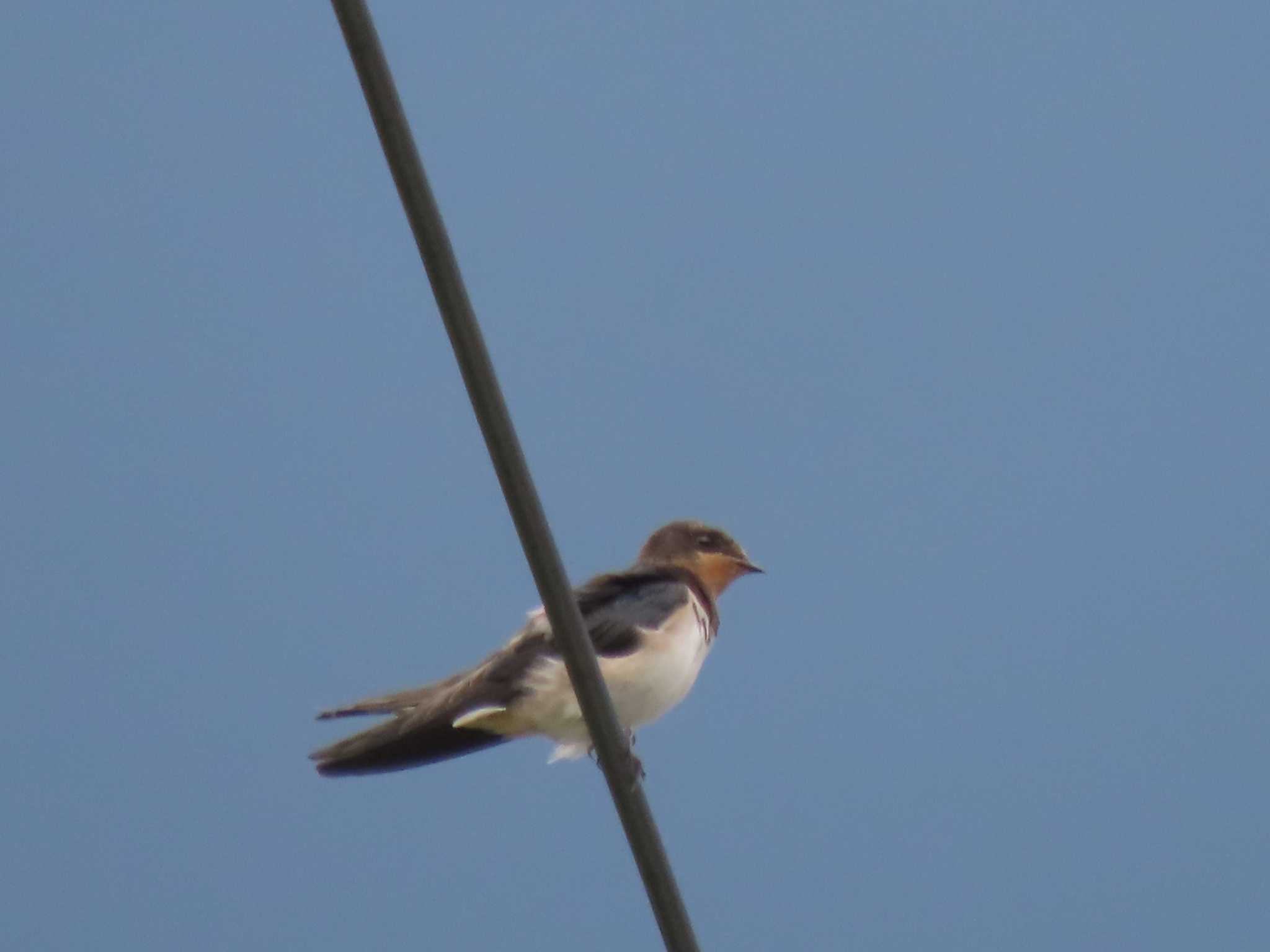 Photo of Barn Swallow at アテビ平小鳥の森 by OHモリ