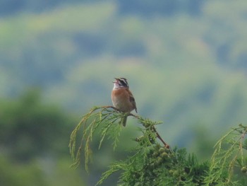 Meadow Bunting アテビ平小鳥の森 Sun, 8/8/2021