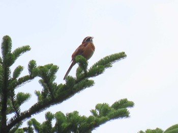 Meadow Bunting アテビ平小鳥の森 Sun, 8/8/2021